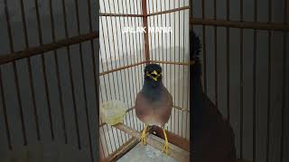 Download lagu Suara Jalak Nias Betina Bikin Jantan Cepat Nyaut mp3