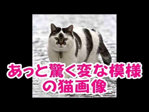 【感動おもしろ画像】あっと驚く変な模様の猫画像
