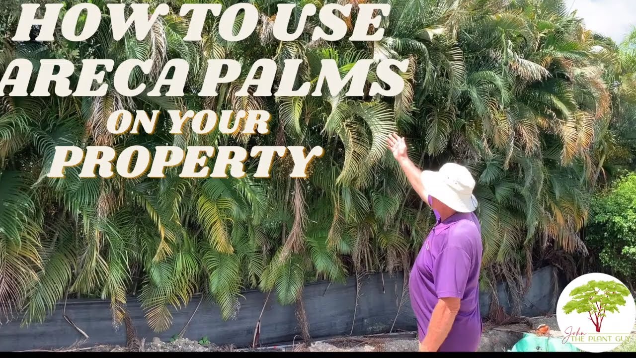 ARECA PALMS - The Craziest Secret In The Plant Industry