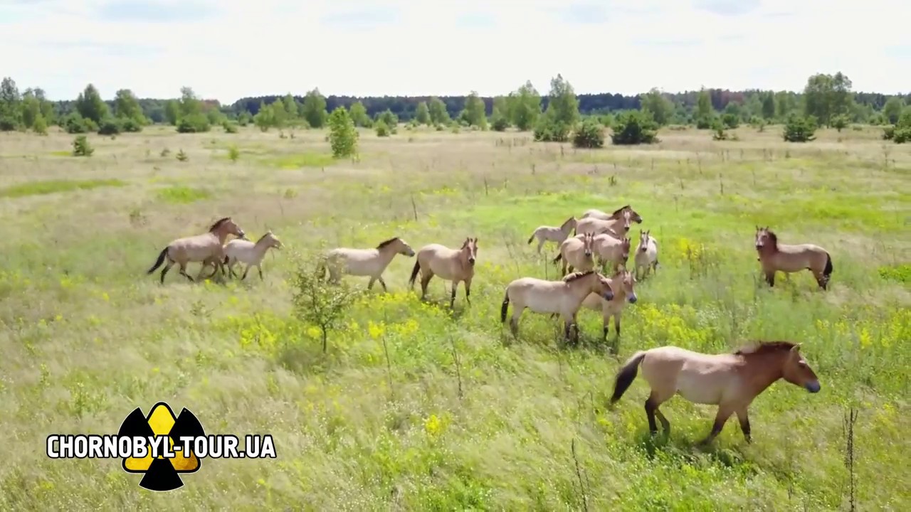 WILD HORSES in the CHERNOBYL ZONE thumnail