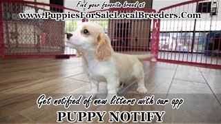 CAVATESE PUPPIES FOR SALE, GEORGIA LOCAL BREEDERS, GWINNETT COUNTY, GA
