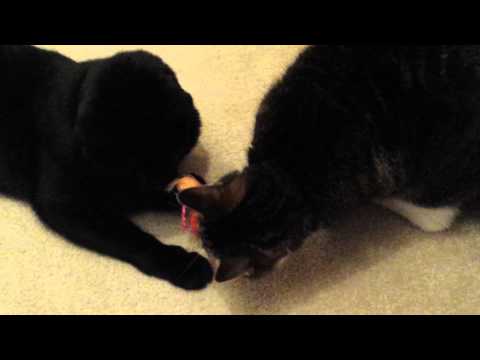 Miles and Dionne - Jingle