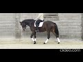 Selle Français de 4 ans - Dressage