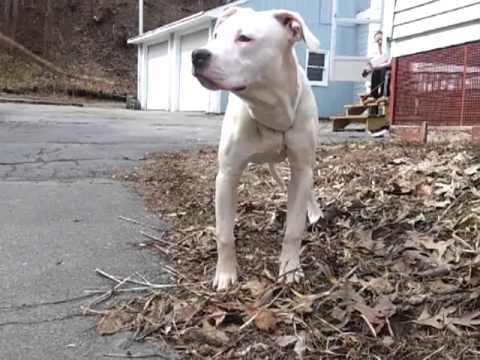 -DUECES-..THE NEW EXTREME XL GAME PIT BULL PUPPY.