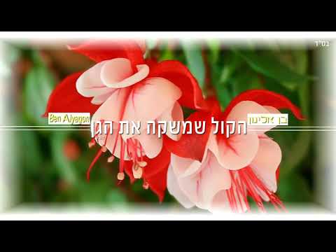 בן אליגון - הקול שמשקה את הגן | 3:57 | Ben Alyagon
