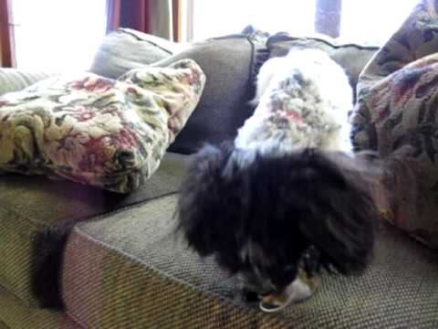 Gus in WI-ADOPTED, an adopted Havanese in Madison, WI_image-1