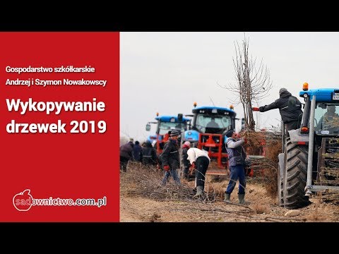 Zbiory w szkółce, czyli jabłonie ze szkółki w Żdżarach -  [nursery farm / apple trees]
