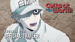 Cells at Work!! English Dub Trailer