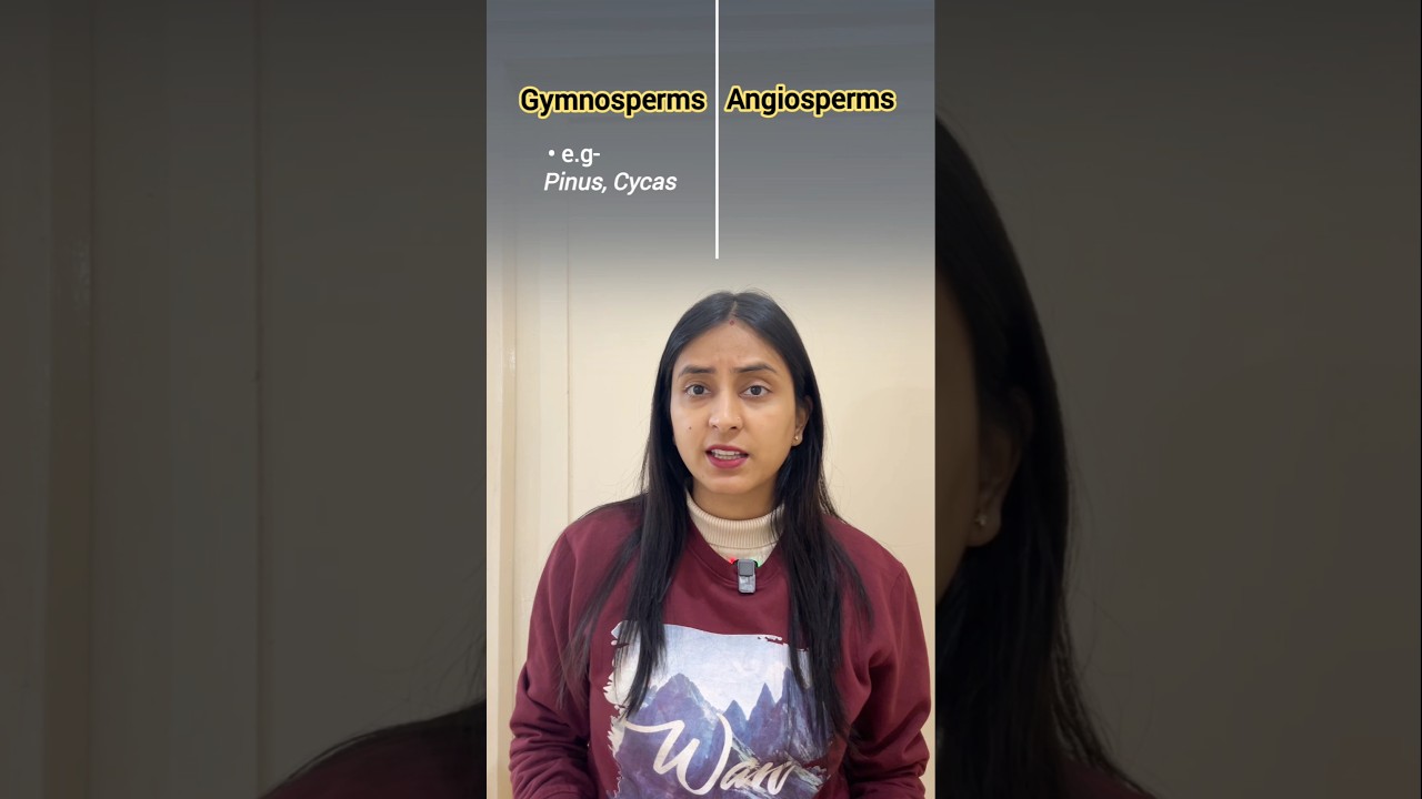 Gymnosperms v/s Angiosperms |  Plant Kingdom #shorts #neet #biology #class11 #study #shortsvideo