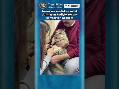 Tırnakları Kesilirken Rahat Durmayan Kediyle Babanın İmtihanı 😂😅