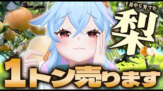 【限定販売】1月から梨畑に通い続けた米農家VTuber、ついに収穫！