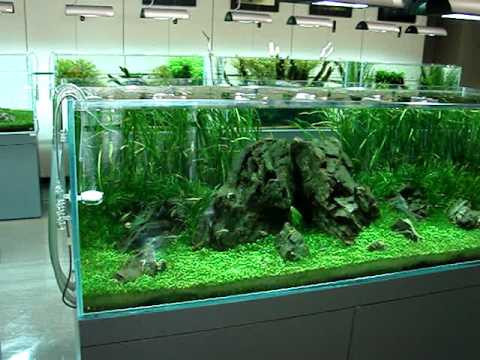 Contribución Envío Esquivar Galeria ADA acuarios plantados en Nigata Japon | Planted-Tank-Monterrey  Mexico