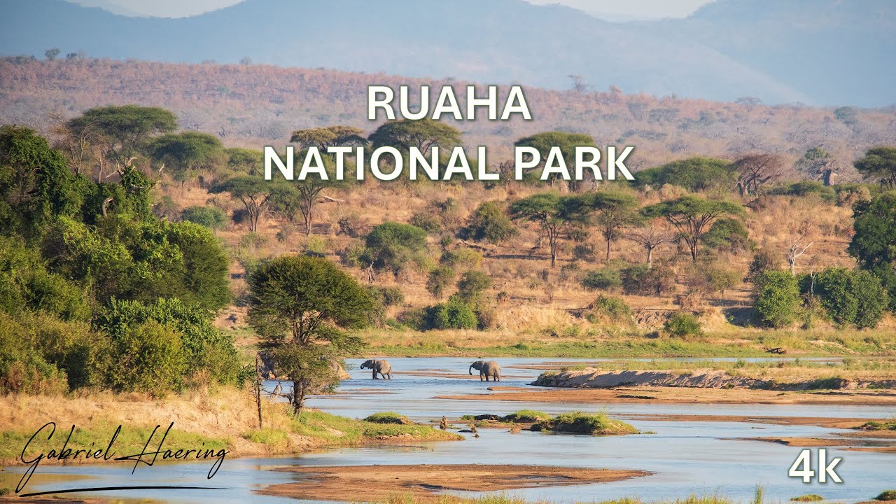 Video fotografia naturalistica Ruaha