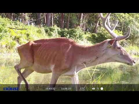 Dörr Wildkamera bei Hochwassser, Hirsch, Reh, Wildschwein, Reiher, Schwan, Eisvogel