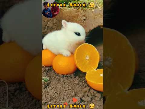 Little Smile and hooria reacting on small bunny 🐰 #bunny #cute #nature #relaxing