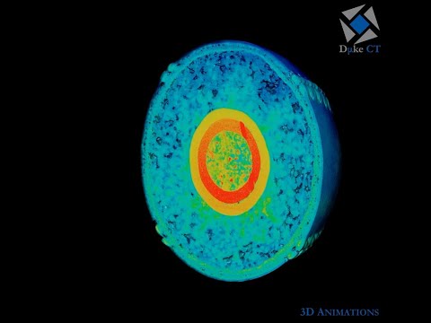 Cross Section Of A Baseball