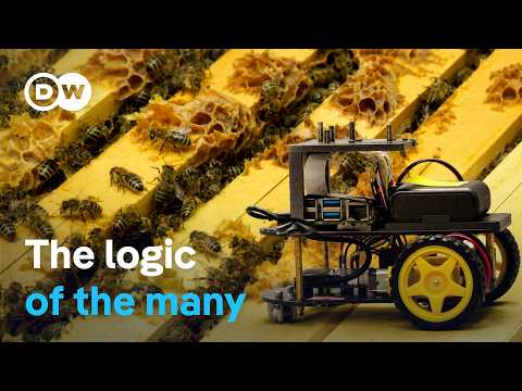 From Bees To Robots: The New Power Of Swarm Intelligence | Dw Documentary