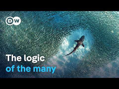 From Bees to Robots: The New Power of Swarm Intelligence
