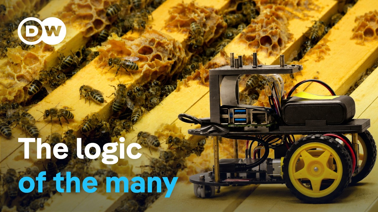From bees to robots: The new power of swarm intelligence | DW Documentary