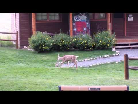 YMCA of the Rockies - Deer and Bunny Playing