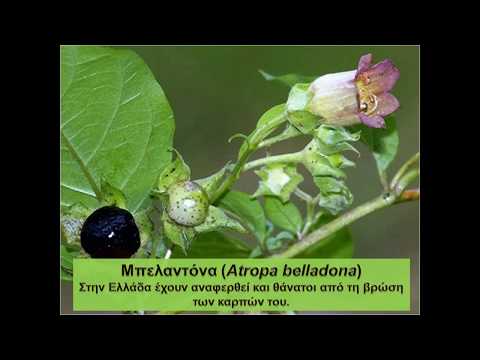 , title : 'Τα 10 πιο δηλητηριώδη είδη φυτών στην Ελλάδα (most poisonous plants)'