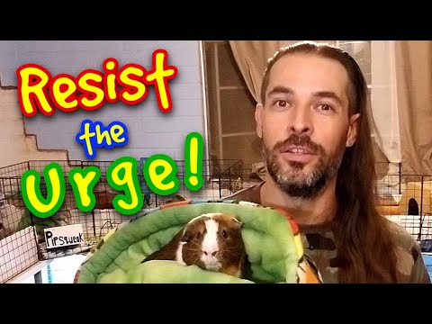 YouTube video about: Does petco neuter guinea pigs?