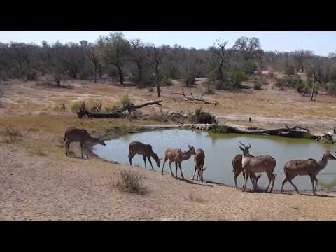 Djuma: Kudus and two Waterbuck bulls - 13:14 - 09/11/18
