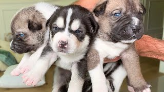 Naming My 3 Surviving Husky Puppies