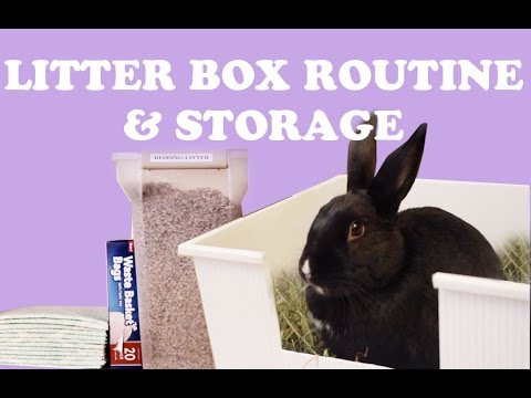 Rabbit Litter Box Set-Up & Routine