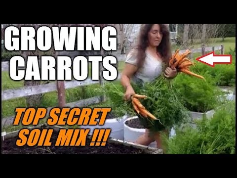 , title : 'Growing Carrots In Raised Beds And Containers | Secret Soil Mix'