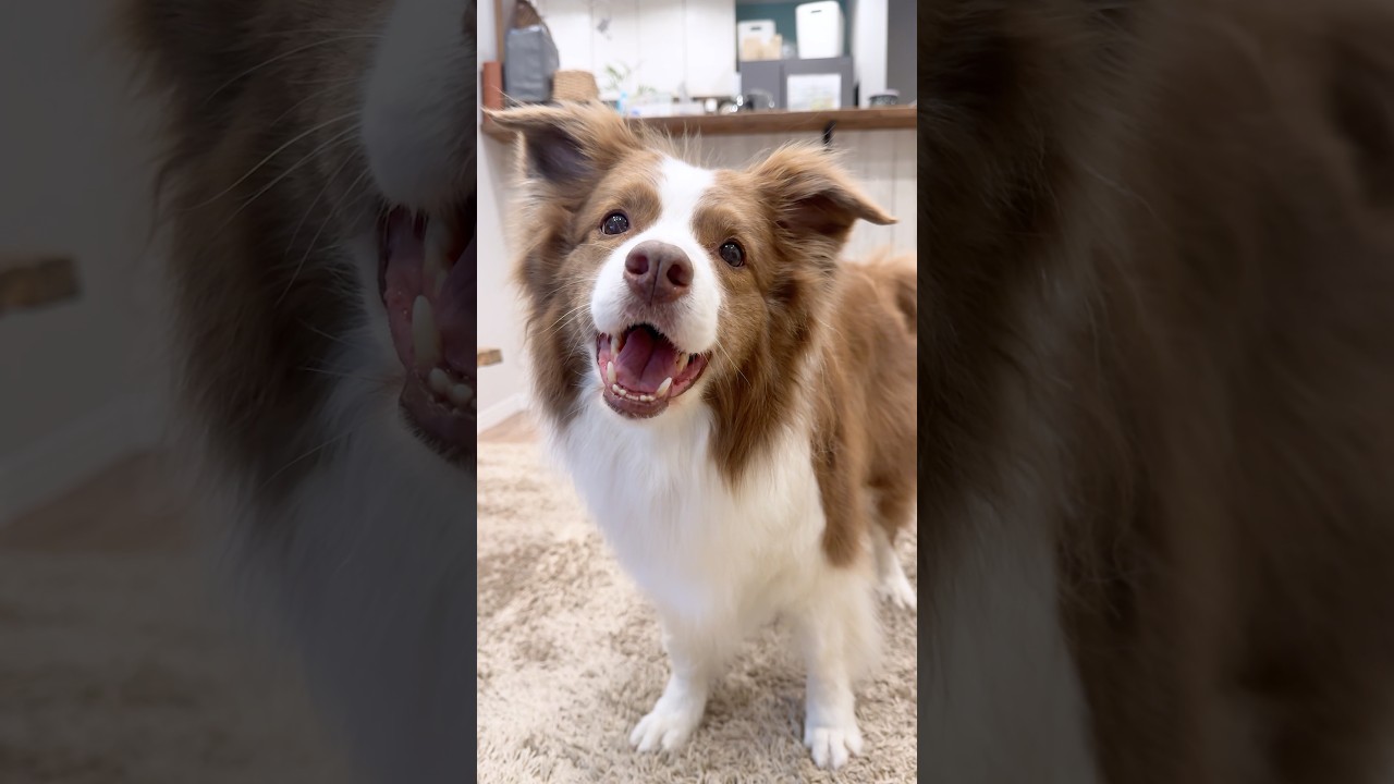 トリミング後、ふわふわになって嬉しい犬が可愛すぎて天使👼💕【ボーダーコリー】#shorts