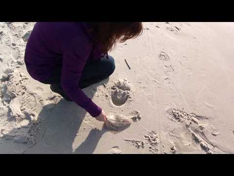 Wideo - Morze i Plaża - YouTube