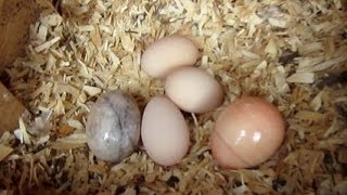 How to Train your Chickens to lay eggs where you want! Quick and Easy
