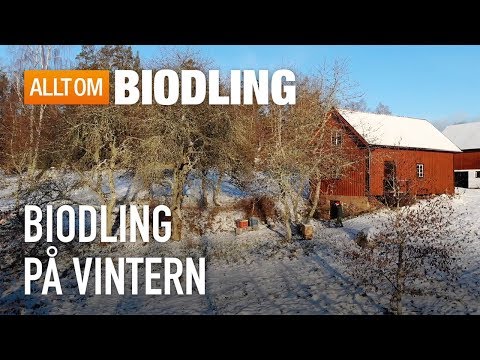 Biodling på vintern - Vinter i bigården