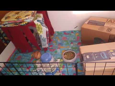 Guinea Pig Sanctuary Update