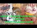 How To Successfully Foster Your Rabbit Kids Rabbit Farming In Nigeria