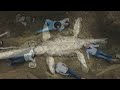 World first: Fully intact species of dinosaur found in Australia