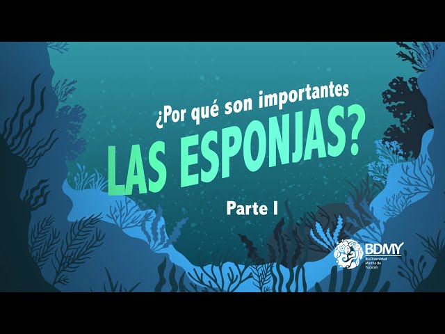 Vídeo relacionado con YENDOSTEEN Alfombrilla de ratón Juego Alfombrilla de ratón Alfombrilla de ratón de Caucho Natural Vida submarina con Coloridas esponjas Marinas y Peces en un Arrecife mar Caribe M0A00335