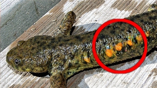 17 Amazing Animal Defense Mechanisms