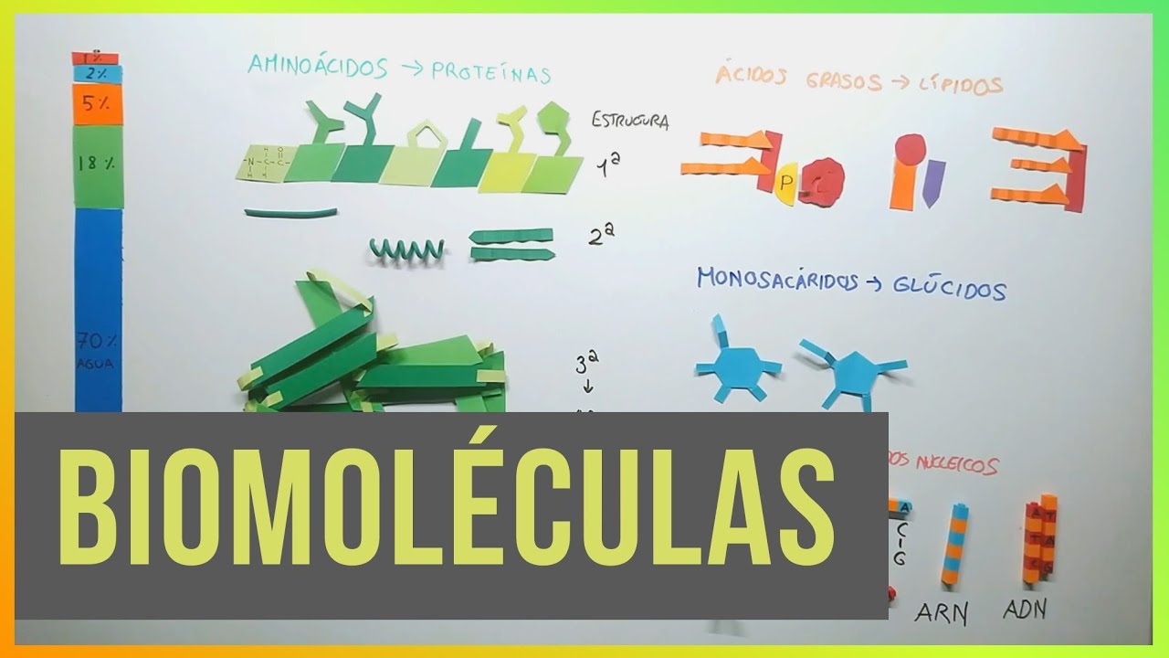 Biomoléculas (Proteínas, Lípidos, Glúcidos y Ác. Nucleicos)