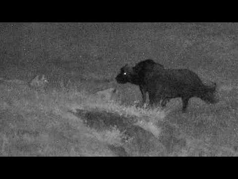 Djuma Private Game Reserve Live Stream: Nkuhuma lion pride joins the buffalo at dam - P1 3