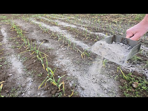 Many people make mistakes with ash! These plants love it, but ash kills these plants!