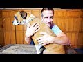 16 All Natural Remedies To Soothe Your Dog S Itchy Skin