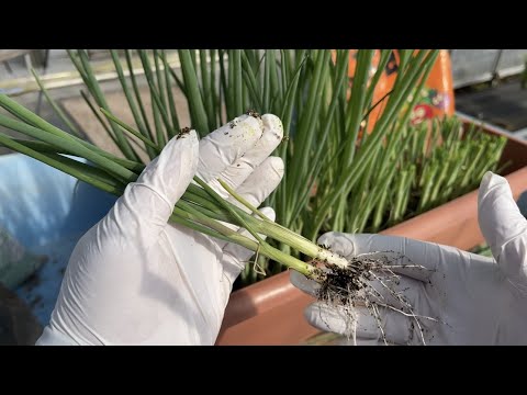  2024年の夏ネギの種まきはいつ?それを行う方法と苗の温度はどれくらいですか？  庭園