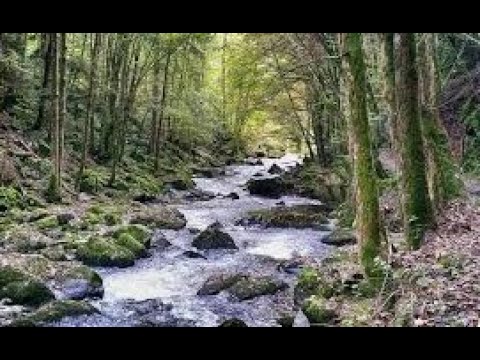 Leises Geplätscher eines Baches [1h] - Naturgeräusche für tiefe Entspannung 4K