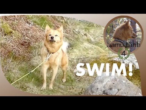 Finnish spitz demands to swim