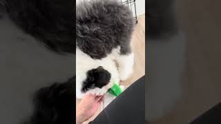 #minisheepadoodle #utahdoodles #doggielife #puppy