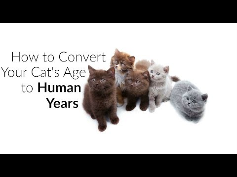 Learn How to Tell Your Cats Age in Human Years | Cat Years To Human Years