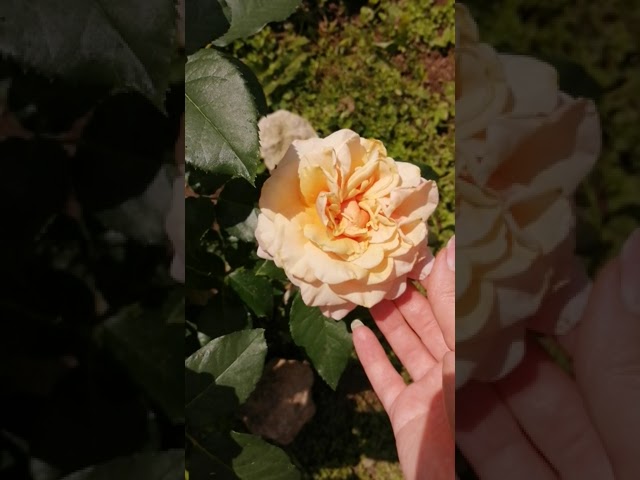 Роза Поль Рикар 2-ой сезон, полуроспуск