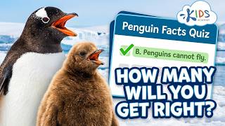 Penguin Facts Quiz for Children - How Many Will You Get Right?